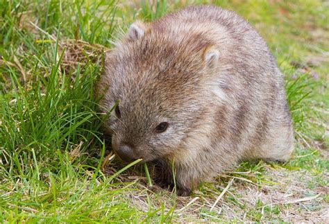 Cutest Baby Wombat Aww