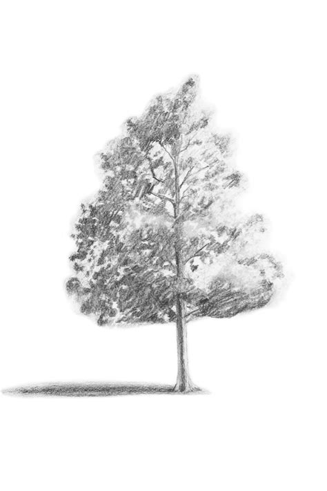 Express Your Creativity Tree Drawing Realistic
