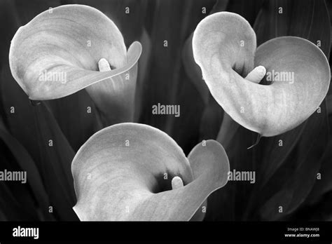 Calla Lily Flowers Stock Photos Calla Lily Flowers Stock Images Alamy