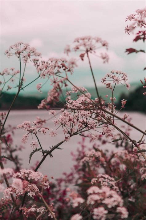 Pin by Тоня Дешко on Обои | Aesthetic backgrounds, Light pink flowers