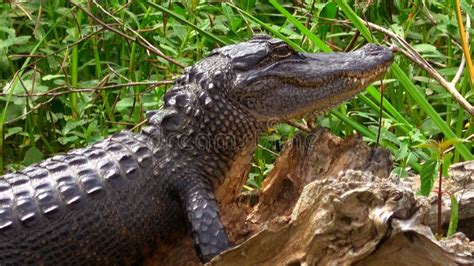 Wild Alligator In The Swamp Of Louisiana Travel Photography Stock