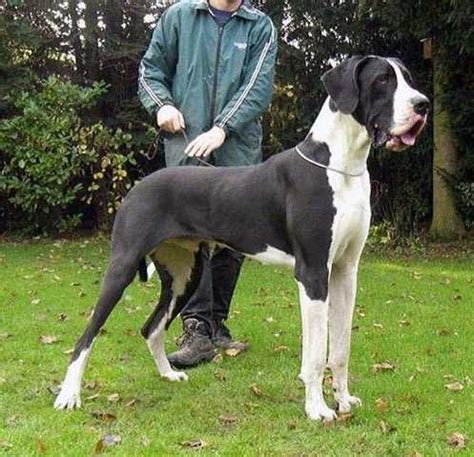 These great dane puppies located in texas come from different cities, including, wills point, the woodlands, san angelo, sachse, rowlett, plantersville, pasadena, medina, laredo, la vernia, kemp, huntsville, houston, gonzales, fort worth, conroe. Great Danes For Adoption | Great Dane puppys Any color for ...