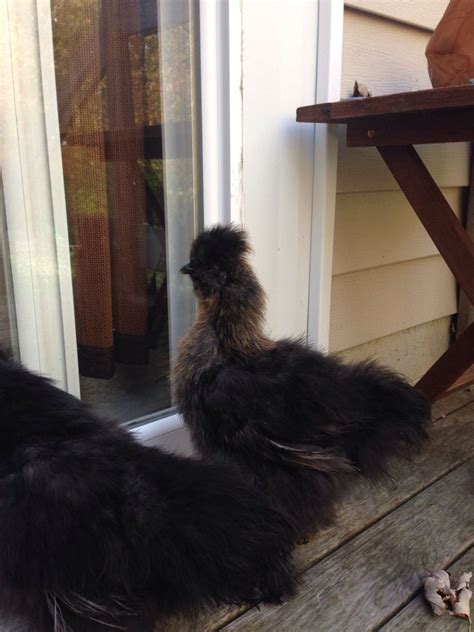 Sexing Silkies Backyard Chickens Learn How To Raise Chickens