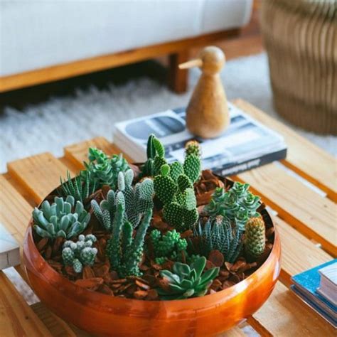 They are available in a wide variety from long vines, sturdy bushes, to ones with exotic flowers. DIY cactus bowl. Learn how to make an amazing centerpiece ...