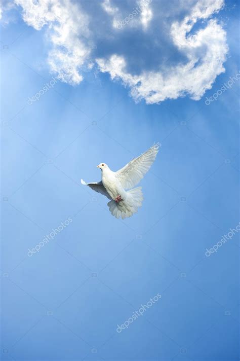 White Dove In Free Flight Under Blue Sky — Stock Photo © Jackq 7776659