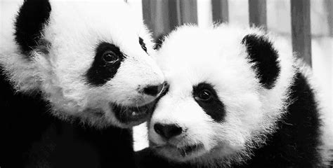 I'm not a panda, i'm a ball! pandas on Tumblr