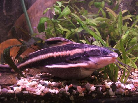 Thorny Catfish Photos And Wallpapers Nice Thorny Catfish Pictures