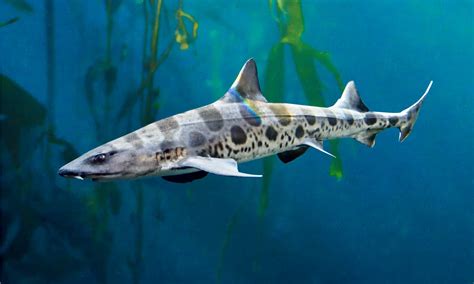 Discover The 11 Sharks Found In San Francisco Bay A Z Animals