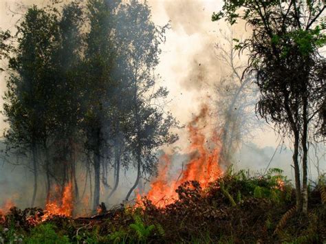 Kebakaran Hutan Termasuk Jenis Bencana Homecare