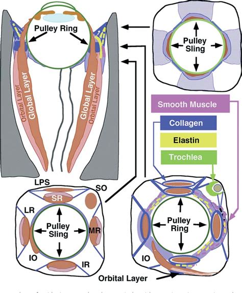 Figure 2 From Biological Organization Of The Extraocular Muscles