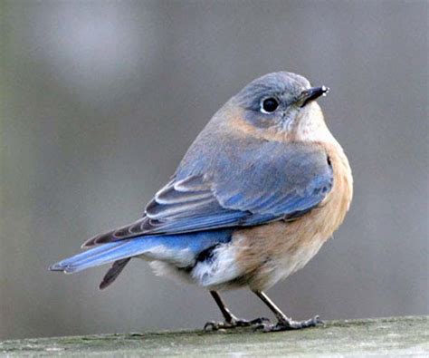 Eastern Bluebird Sialia Sialis Bird