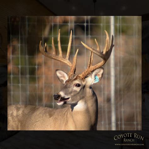 Typical Whitetail Deer Photo Gallery