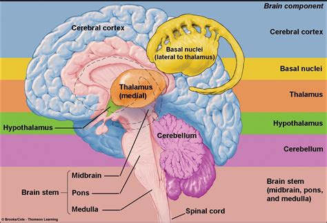 Associate Degree Nursing Physiology Review Physiology Nervous System Anatomy Brain Anatomy