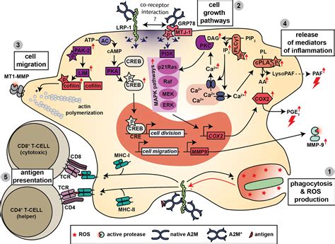 Frontiers Alpha 2 Macroglobulin In Inflammation Immunity And Infections
