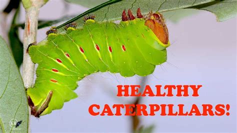 10 Tips For Raising Moth Caterpillars Youtube