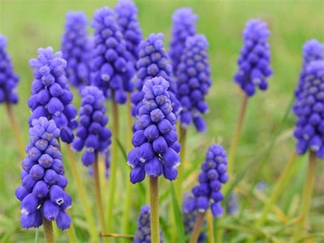 For instance, many of these colors bear huge symbolism and meanings. 5 Purple Perennial Flowers | DIY Garden Projects ...