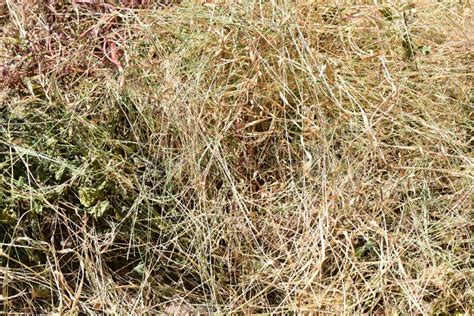 Texture Hay Closeup Dried Grass Brown Color Stock Photo Image Of
