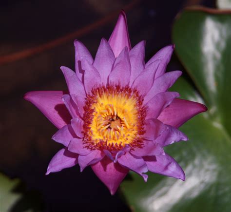 Purple Water Lily Flower Chris Counsell Flickr