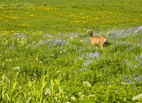 Mule Deer In A Field Of Wildflowers Stock Photo Image Of Color