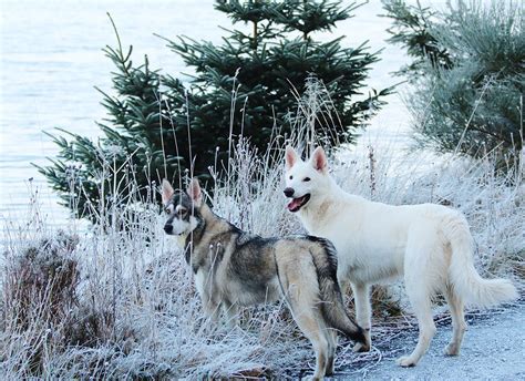 15 Best Sled Dog Breeds Part I Cosmodoggyland