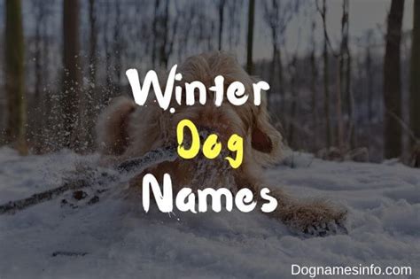 Unique Winter Dog Names 115 Dog Names Inspired By Cold Weather