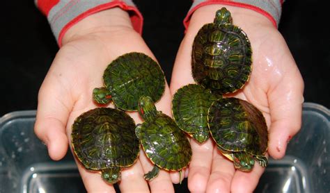 We did not find results for: Especies de tortugas de agua dulce que puedes adoptar ...