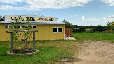 Black Gold Kennels Pet Boarding Service In Leduc County