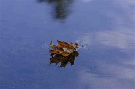 Dry Autumn Leaf Floating In River Stock Image Image Of Nature Clouds