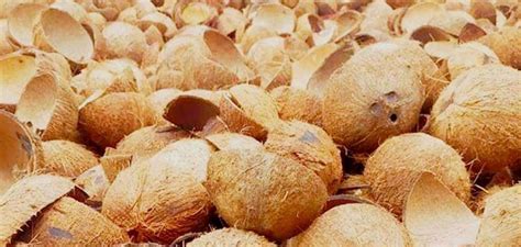 Harga Batok Kelapa Per Kg Terbaru Desember Manfaat Dan Peluang