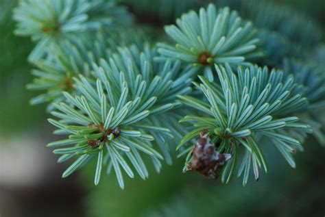 Sitka Spruce • Picea Sitchensis Biodiversity Of The Central Coast