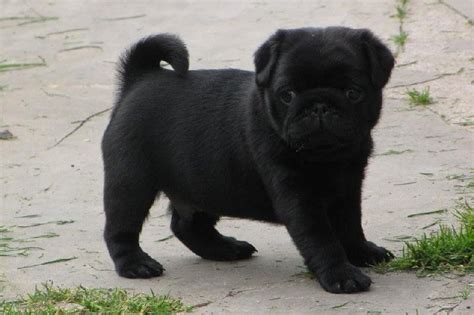 Cute Black Pug Puppy Black Pug Puppies Pug Puppies Pug Love