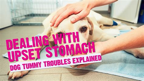The Best Foods For A Dog With An Upset Stomach