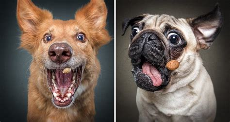 Hilarious Photos Of Dogs Concentrating On Catching Treats In Mid Air