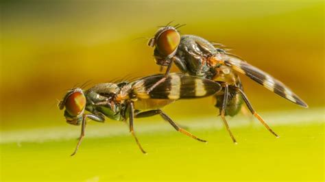 To Avoid Infidelity This Is How Male Flies Make The Female Partner