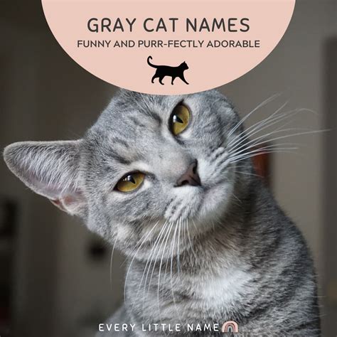 320 Gray Cat Names Funny And Purr Fectly Adorable Every Little Name