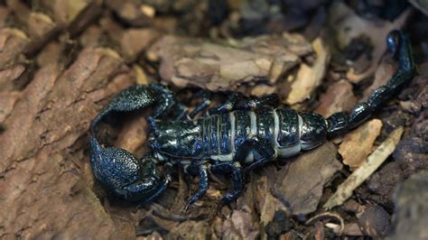 Wallpaperuse collects a large number of scorpion mk wallpapers for desktop & mobile device. Emperor Scorpion | Elmwood Park Zoo