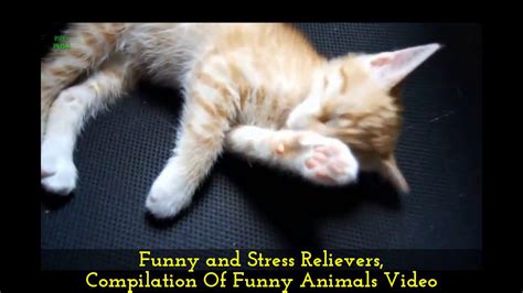 Funny And Stress Relievers Compilation Of Funny Animals