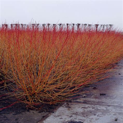 Notes on cornus sanguinea 'midwinter fire'. Acheter Cornus sanguinea Midwinter Fire - Meilleur rapport ...