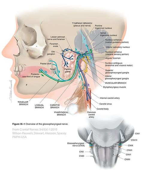 glossopharyngeal ix cranial nerves cranial nerves glossopharyngeal nerve brain anatomy