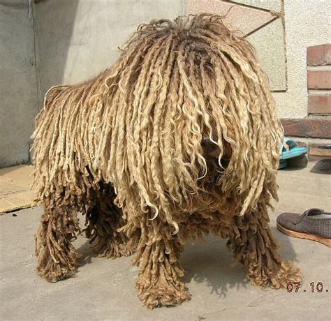 Dog Which Looks Like A Mop