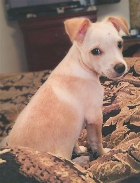 For orange county animal services, offering a foster care program that places pets in temporary homes until ready for adoption saves thousands of lives every year. Chihuahua dog for Adoption in Tucson, AZ. ADN-744446 on ...