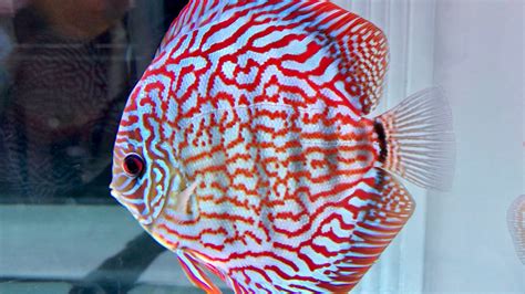 Red Royal Flora Discus