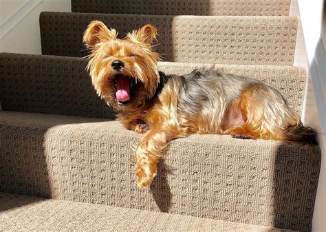 silky terrier breed information guide quirks pictures personality facts barkpost