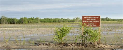 Salt Marsh Restoration Florida State Parks