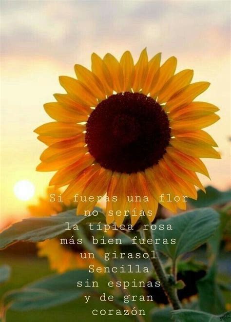 Pin de Estrellita Rojas en Frases | Frases girasoles, Girasoles, Frases