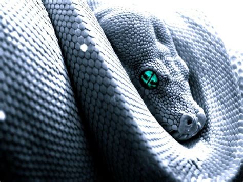 Genetically modified scarab beetles hatched in the lab sometimes. Snake eyes | Snake wallpaper, Animals beautiful, Animals wild