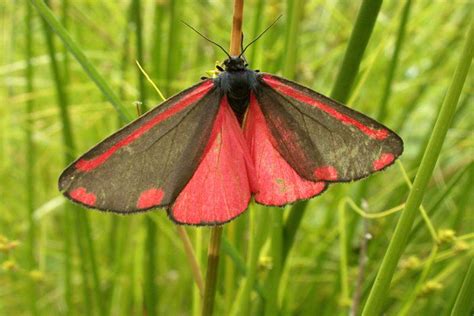 10 Of The World Most Beautiful Moths Depth World
