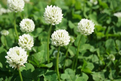 All About White Clover Minneopa Orchards