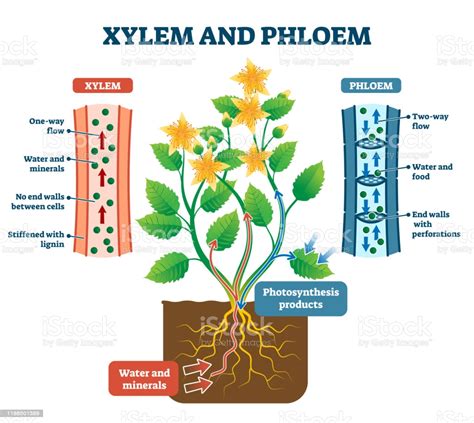 Xylem And Phloem Vector Illustration Labeled Plant