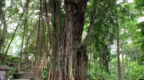 Huge Tree In Bali Youtube